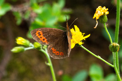 Erebia euryale