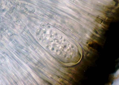 Tryninė geltūnė nuotrauka