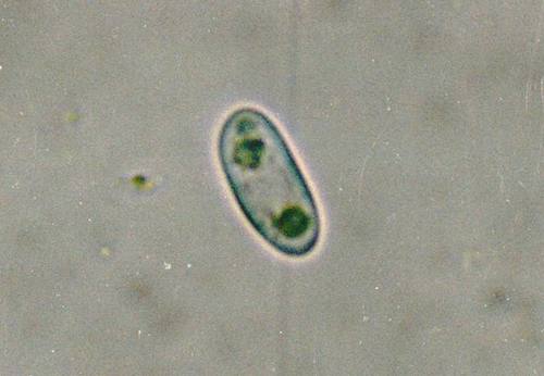 Tryninė geltūnė nuotrauka