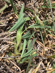 Trifolium angustifolium