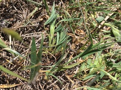 Trifolium angustifolium