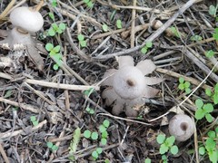 Geastrum pseudolimbatum