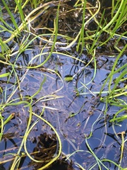Triglochin scilloides