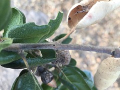 Styloxus fulleri californicus