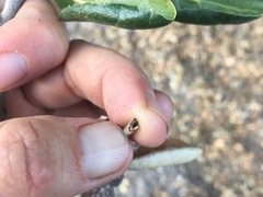 Styloxus fulleri californicus