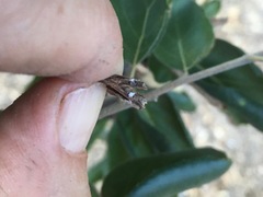 Styloxus fulleri californicus