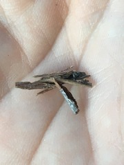 Styloxus fulleri californicus