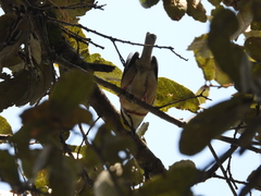 Vireolanius melitophrys