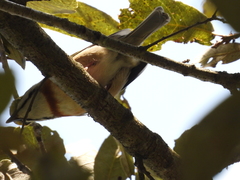 Vireolanius melitophrys