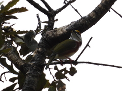 Vireolanius melitophrys