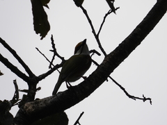 Vireolanius melitophrys