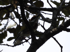 Vireolanius melitophrys