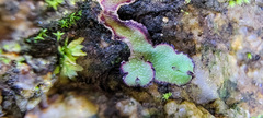 Asterella tenella
