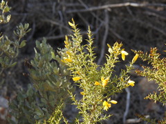 Ulex argenteus subsericeus