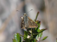 Hesperilla idothea