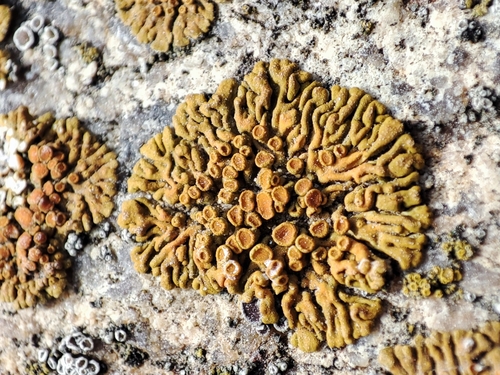 Rock Jewel Lichen