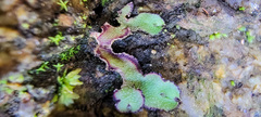 Asterella tenella