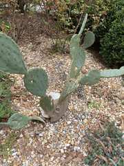 Opuntia