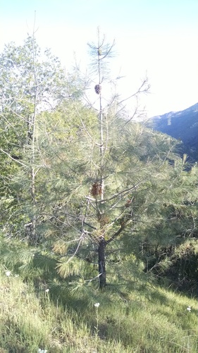 iNaturalist observation photo of gray pine