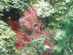 Monanchora arbuscula