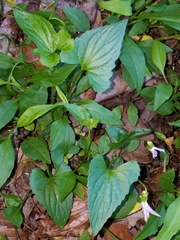 Viola edulis