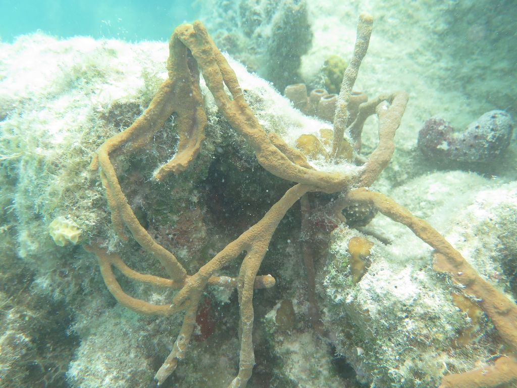 Photo of Row pore rope sponge (Aplysina cauliformis)