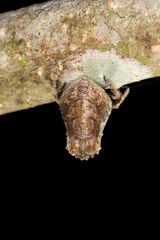 Caerostris sexcuspidata