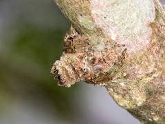 Caerostris sexcuspidata