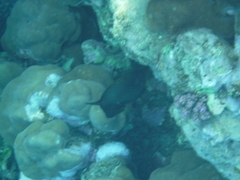 Amanses scopas