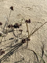 Juncus falcatus