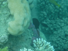 Centropyge multispinis