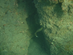Koumansetta hoesei