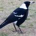 Southeastern Black-backed Magpie - Photo (c) Gymnorhina_tibicen_tibicen_1.jpg, some rights reserved (CC BY-SA)