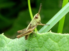 Pseudochorthippus parallelus