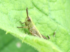 Pseudochorthippus parallelus