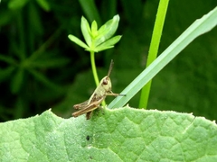 Pseudochorthippus parallelus
