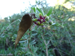 Periploca laevigata angustifolia