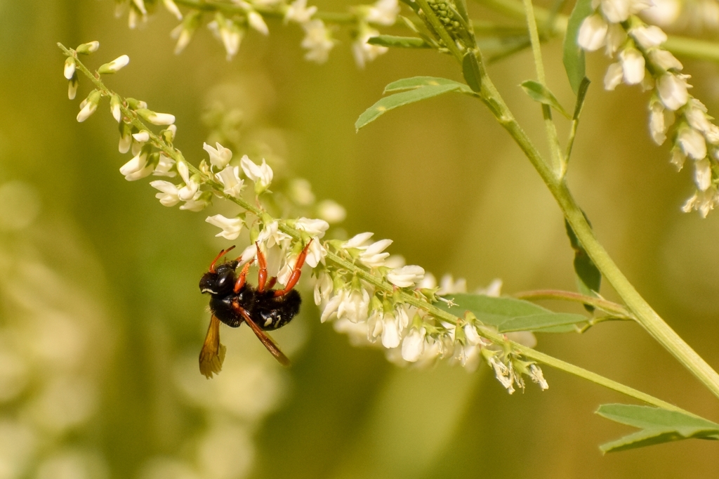 Anthidium chubuti