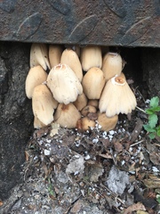 Coprinellus