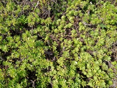 Erigeron socorrensis