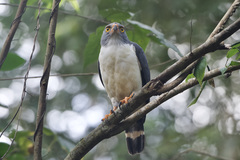 Leucopternis semiplumbeus