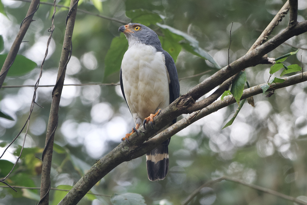 Semiplumbeous Hawk (Leucopternis semiplumbeus) photo
