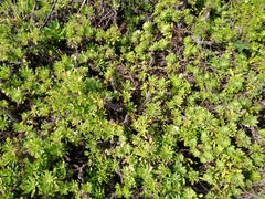 Erigeron socorrensis