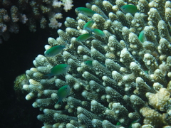 Chromis atripectoralis