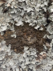 Tuckermanopsis sepincola