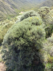 Anarthrophyllum elegans