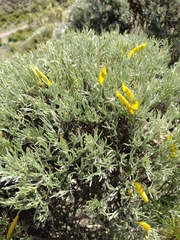 Anarthrophyllum elegans