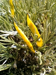 Anarthrophyllum elegans