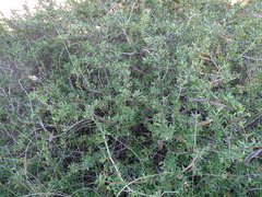 Periploca laevigata angustifolia