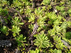 Erigeron socorrensis